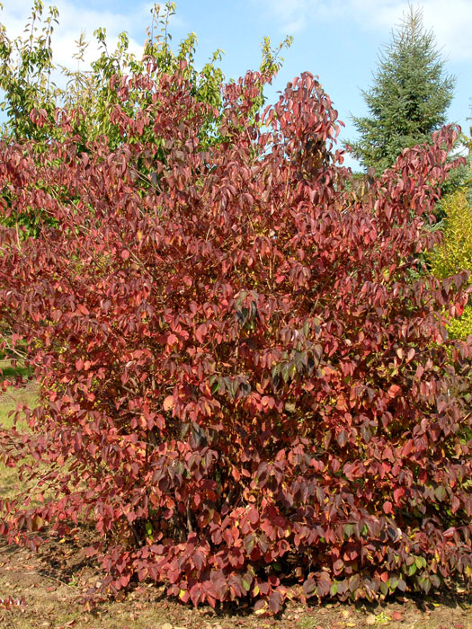 Cornus sanguinea, Roter Hartriegel