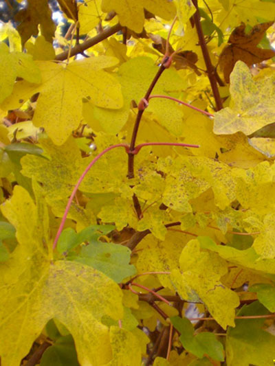 Herbstfärbung Acer campestre