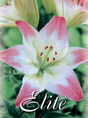 Asiatische Lilien-Hybride 'Pink and White', Lilium (Art.Nr. 521672)