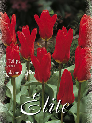 Fosteriana Tulpe 'Madame Lefeber' (Art.Nr. 595714)