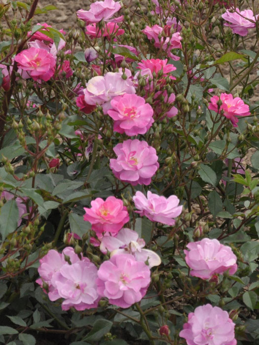 Bodendeckerrose Lavender Dream 