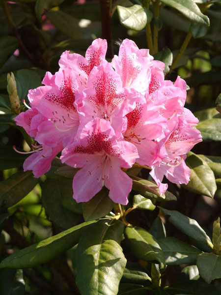 Rhododendron 'Cosmopolitan'