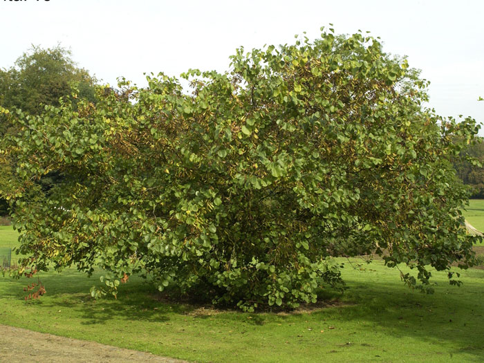 Der Judasbaum im Sommer