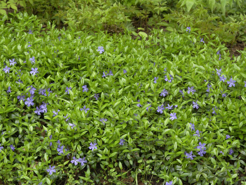 Vinca minor, Immergrün