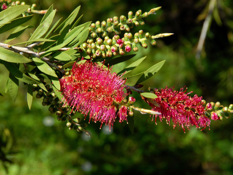 Callistemon laevis, Zylinderputzer