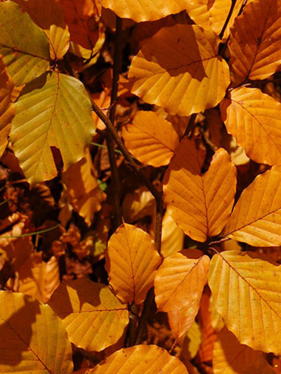 Herbstfärbung Blutbuche