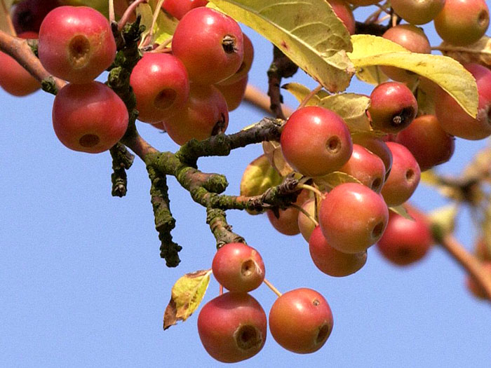 Malus 'Red Sentinel', Zierapfel