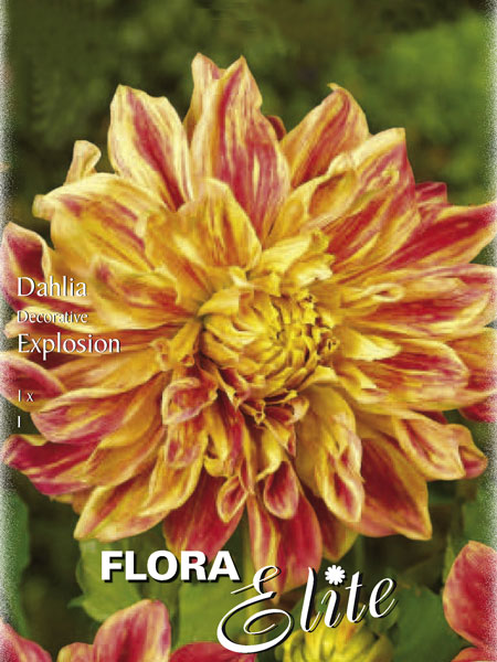 Schmuck-Dahlie 'Explosion', Dahlia (Art.Nr. 520141)