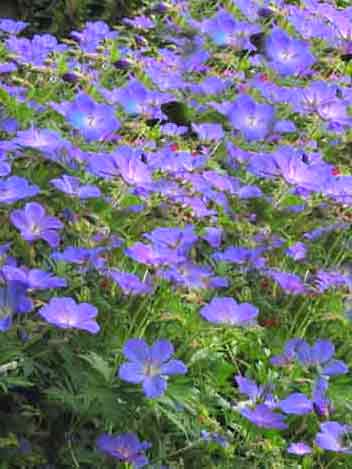 Blütenfülle des Wiesenstorchschnabels 'Johnson's Blue'