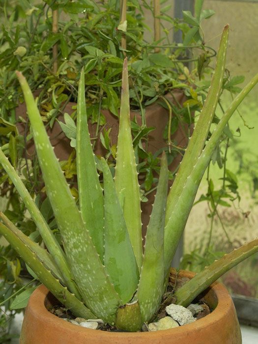 Echte Aloe vera, Aloe vera barbadensis Miller