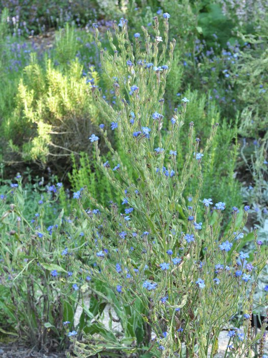 Anchusa azurea  'Loddon Royalist', Große Ochsenzunge, italienische Ochsenzunge