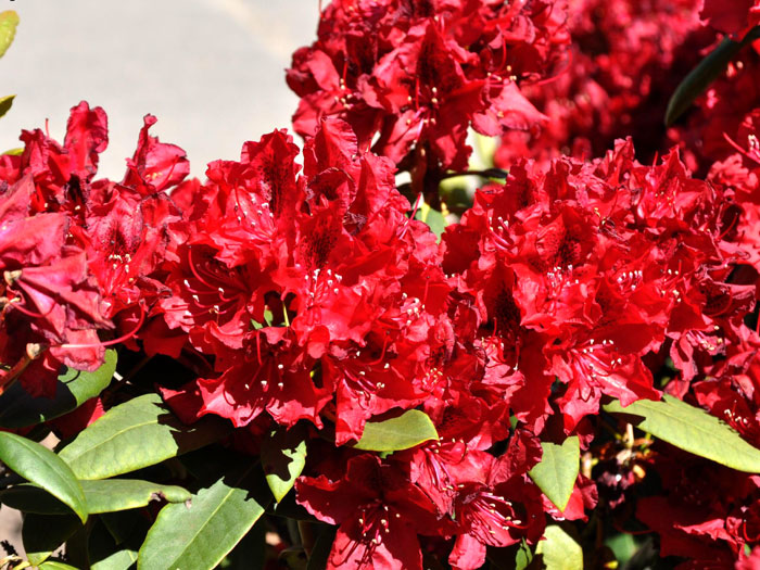 Rhododendron 'Erato'