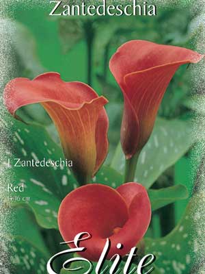 Calla 'Red', Zantedeschia (Art.Nr. 522166)