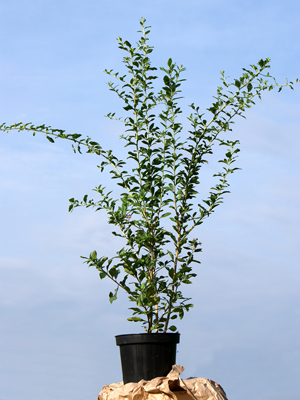 Goji-Beere 'Synthia' (Lycium barbarum Synthia)