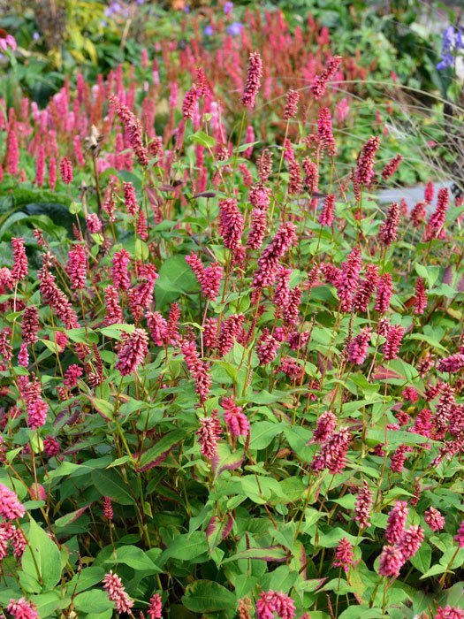 Bistorta (syn. Polygonum) amplexicaule 'Inverleith' (syn. auch Persicaria), Kerzenknöterich, Wiesenknöterich