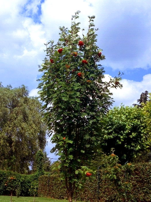 Sorbus aucuparia 'Fastigiata', Säulen-Eberesche