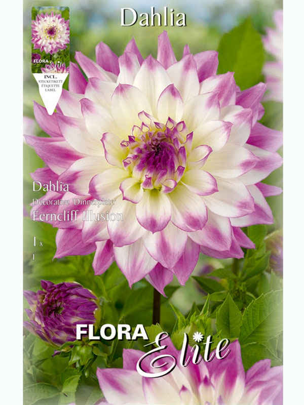 Schmuck-Dahlie 'Ferncliff Illusion', Dahlia (Art.Nr. 5201414)