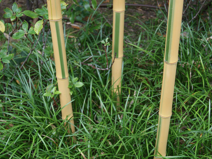 Phyllostachys aureosulcata 'Spectabilis', Zickzack-Bambus