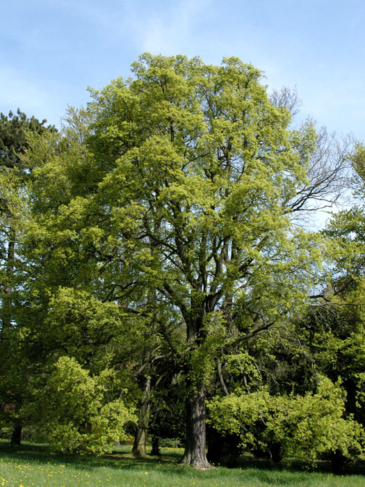 Acer campestre Baum