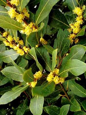 Laurus nobilis, Lorbeer