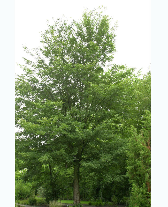 Ulmus laevis, Flatterulme