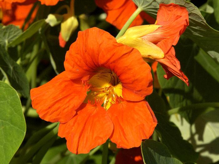 Kapuzinerkresse, Tropaeolum majus