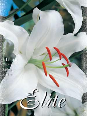 Orientalische Lilien-Hybride 'White', Lilium (Art.Nr. 5217305)