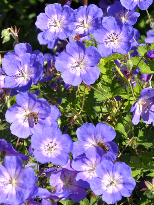 Blüte des Wiesen-Storchschnabels 'Rozanne'