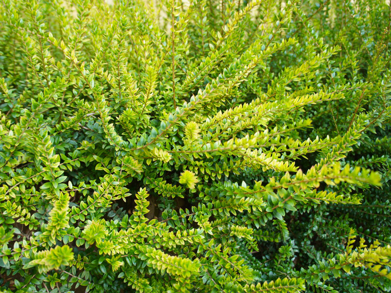 Lonicera nitida 'Maigrün', Böschungsmyrthe, Heckenmyrhte, Heckenkirsche