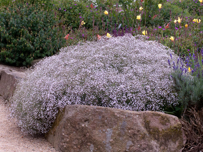 Gypsophila repens 'Rosenschleier', Zwergschleierkraut, Polster-Schleierkraut