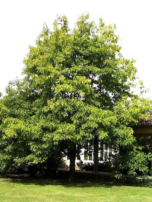 Quercus rubra, Amerikanische Rot-Eiche