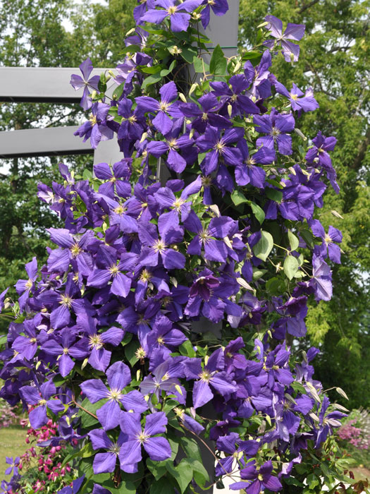 Die kletternde Clematis Jackmanii