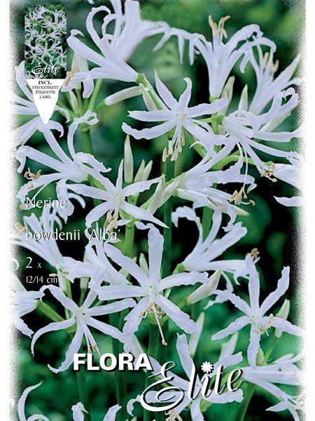 Guernsey-Lilie 'Alba', Nerine bowdenii (Art.Nr. 521841)