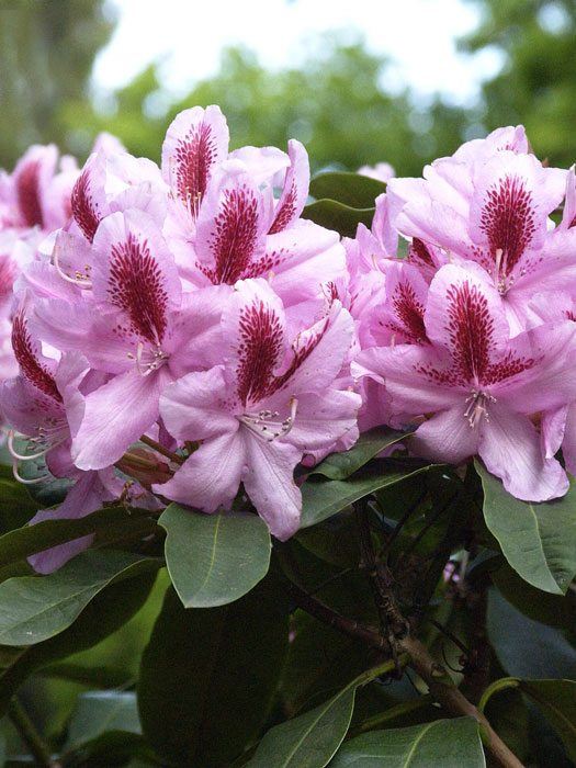 Rhododendron 'Furnivall's Daughter'