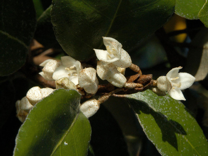 Elaeagnus ebbingei, Wintergrüne Ölweide