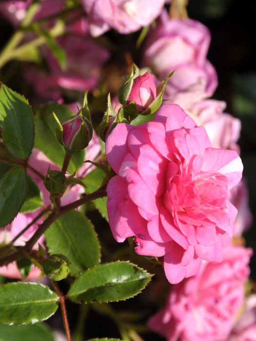 Blüte der Rose Jasmina