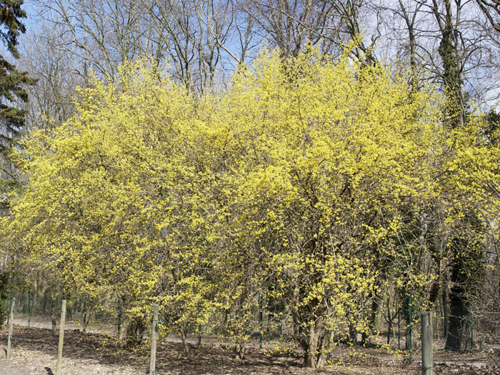 Die Kornelkirsche als Kleinbaum