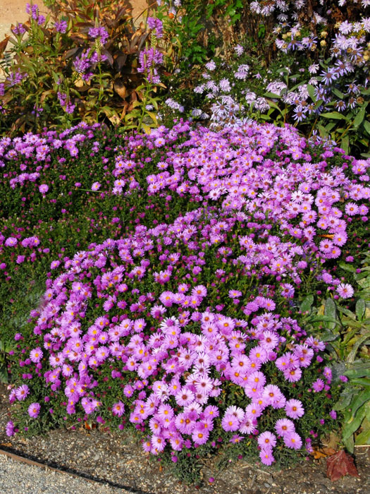 Aster dumosus 'Rosenwichtel', rosa Kissen-Aster, Herbst-Aster