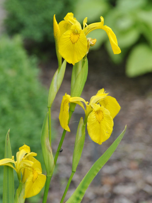 Iris pseudacorus, Wasserschwertlilie