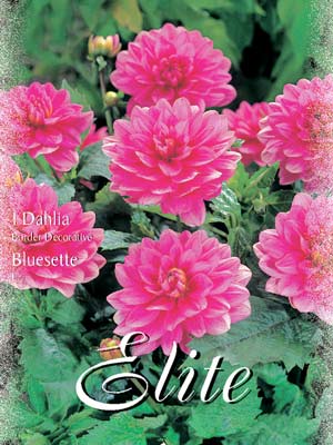 Beet-Dahlie 'Bluesette', Dahlia (Art.Nr. 520378)