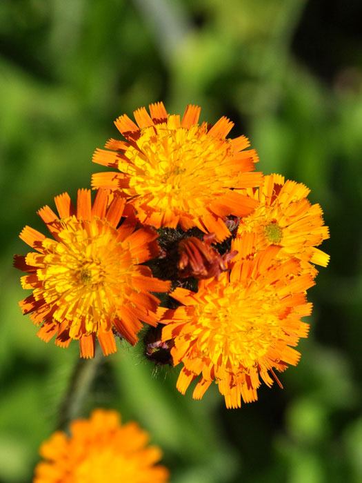 Die Blüte des orangeroten Habichtkrauts