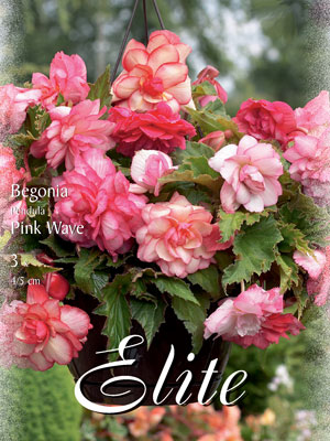 Zwergbegonie 'Pink Wave', Begonia grandiflora (Art.Nr. 520918)