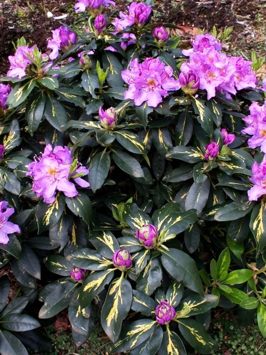 Rhododendron 'Goldflimmer'