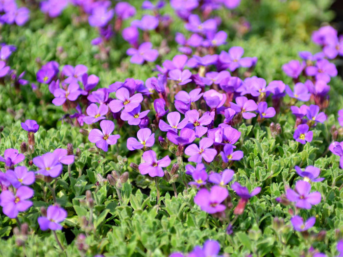 Aubrieta Hybride 'Blaumeise', Blaukissen