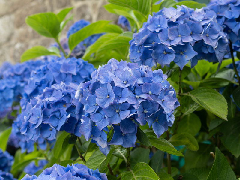 Hydrangea macrophylla 'Bela', Ballhortensie