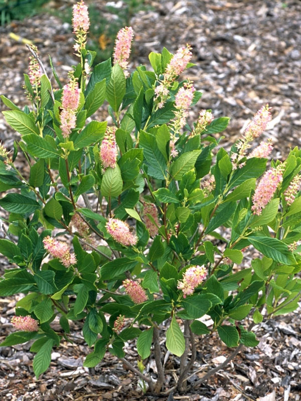 Clethra alnifolia 'Pink Spire', Rosa Silberkerzenstrauch, Scheineller