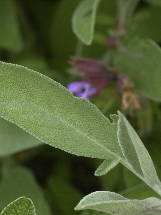 Apothekersalbei, Salvia officinalis