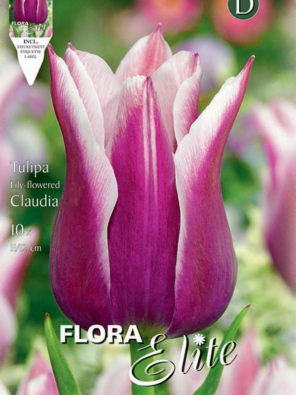 Tulpe Claudia