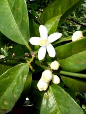 Citrus fortunella japonica Kumquat, Ei-Mandarine, Kumquat