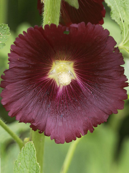 Alcea rosea 'Nigra' (M), Stockrose, schwarze Stockrose, Stockmalve